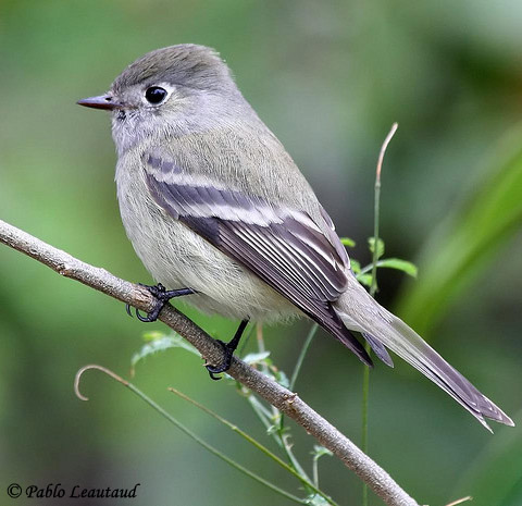 Pretty Hammond’s flycatcher