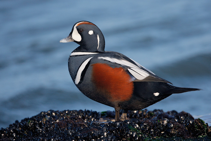 Harlequin duck