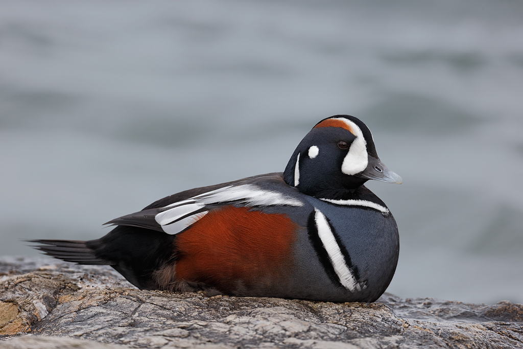 Pretty Harlequin duck