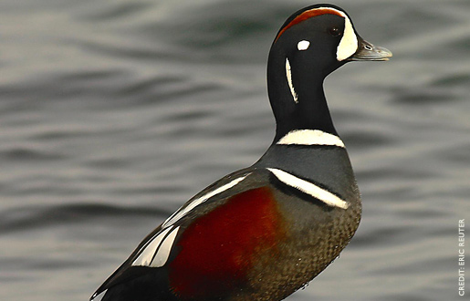 Pretty Harlequin duck