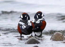 Pretty Harlequin duck