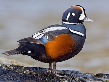 Pretty Harlequin duck