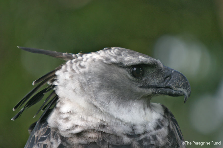 Harpy eagle