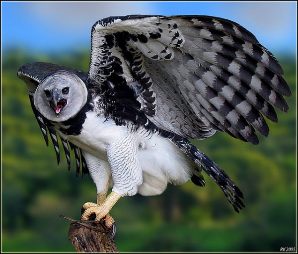 Pretty Harpy eagle