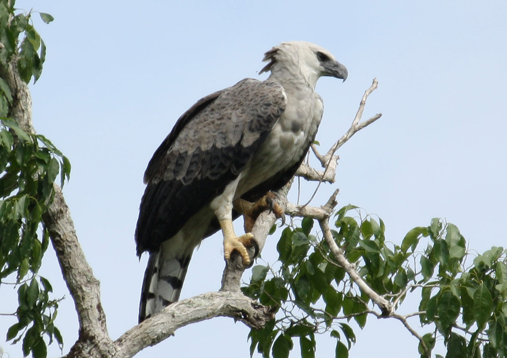 Pretty Harpy eagle
