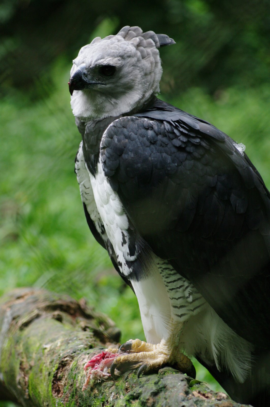 Pretty Harpy eagle