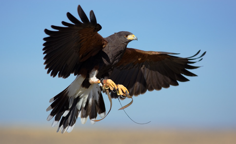 Harris’ hawk