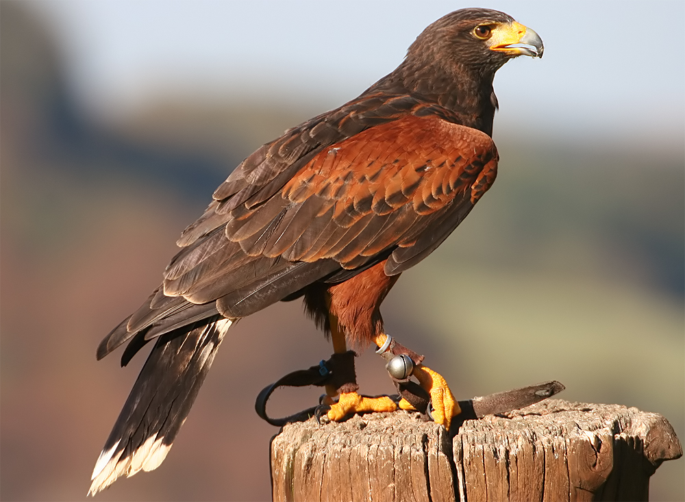 Pretty Harris’ hawk