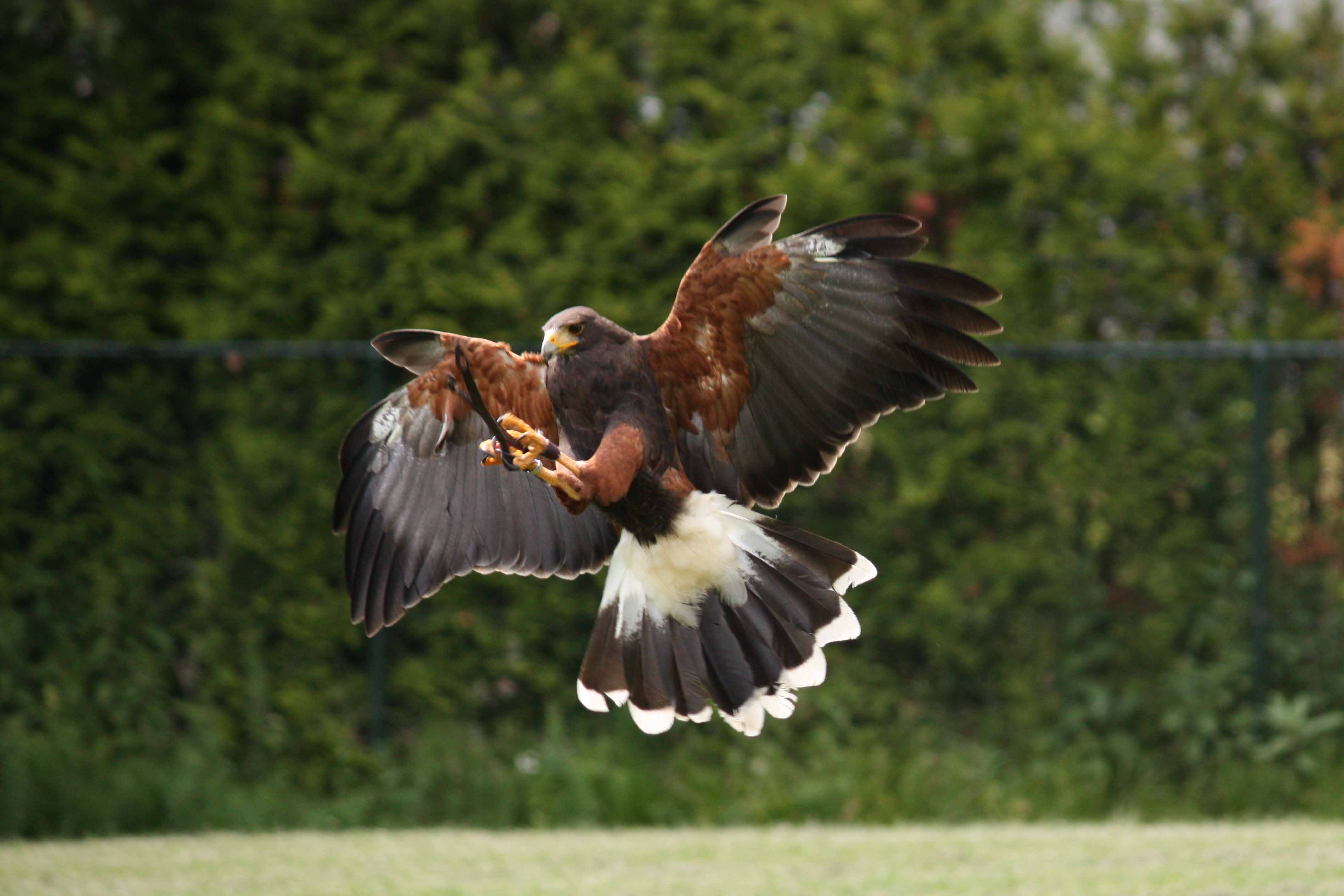 Pretty Harris’ hawk