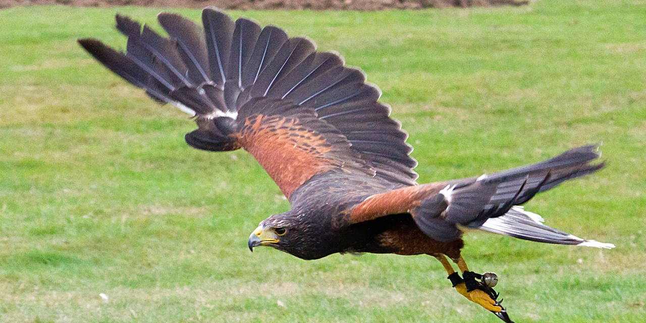 Pretty Harris’ hawk