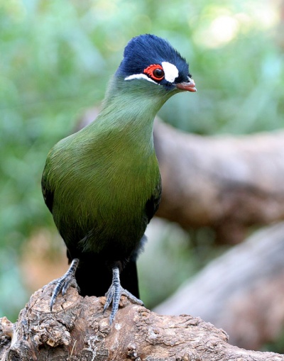 Hartlaub’s turaco
