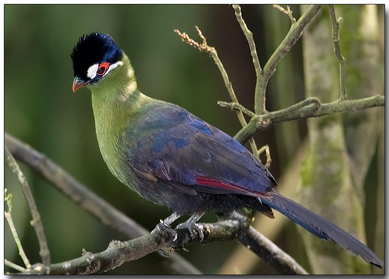 Pretty Hartlaub’s turaco