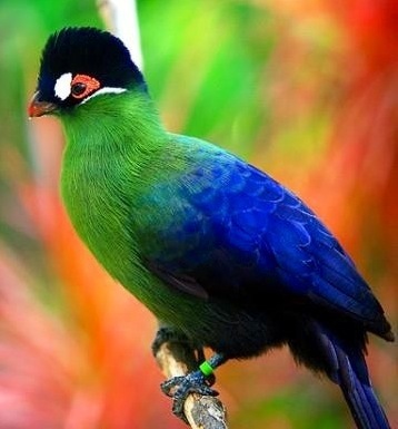 Pretty Hartlaub’s turaco