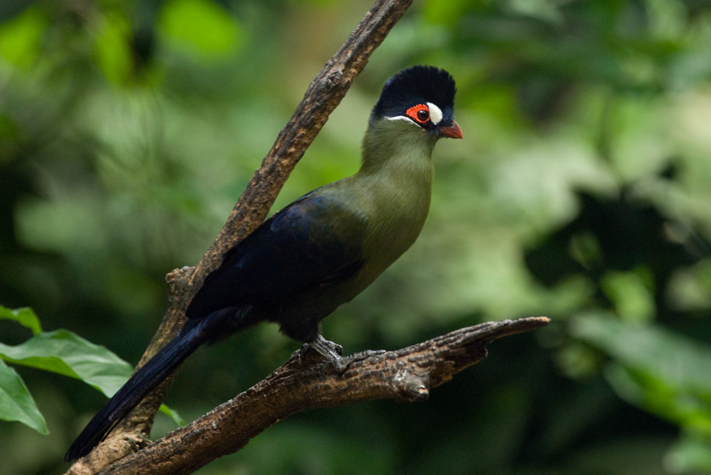 Pretty Hartlaub’s turaco