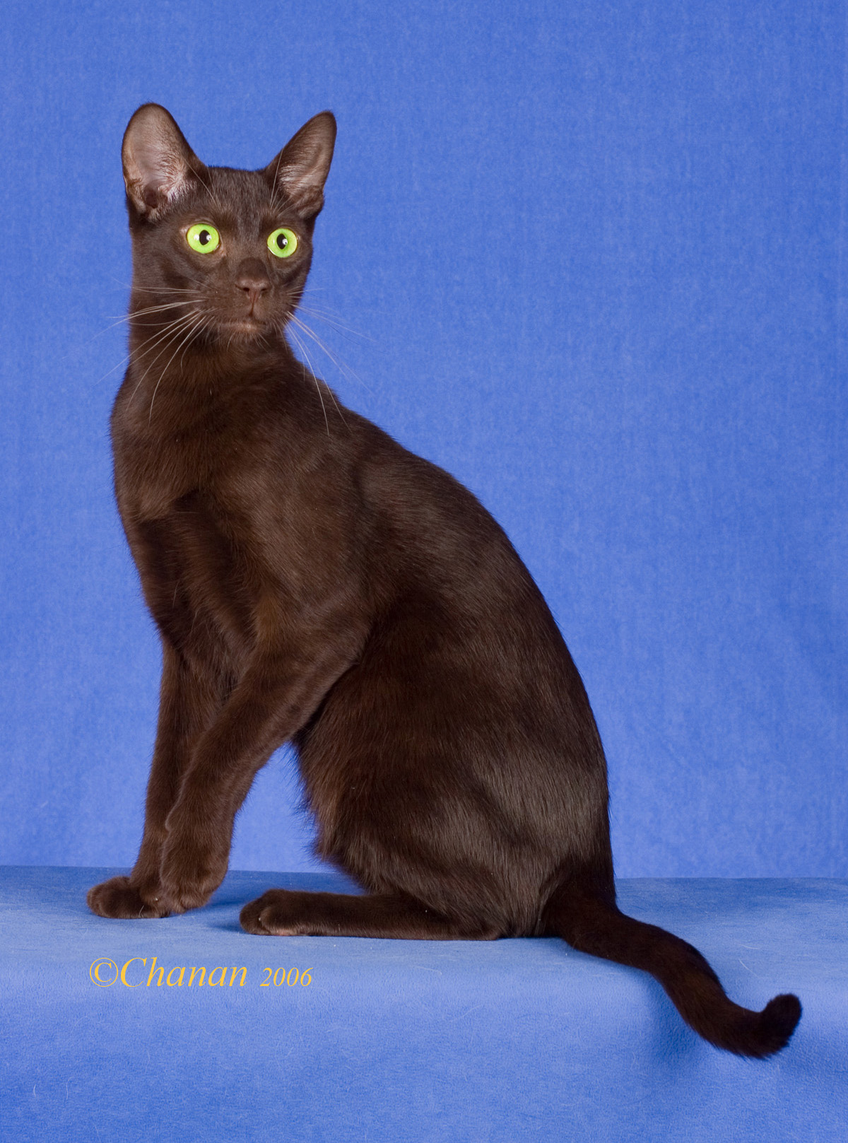 Havana Brown Cat - Cat Breed