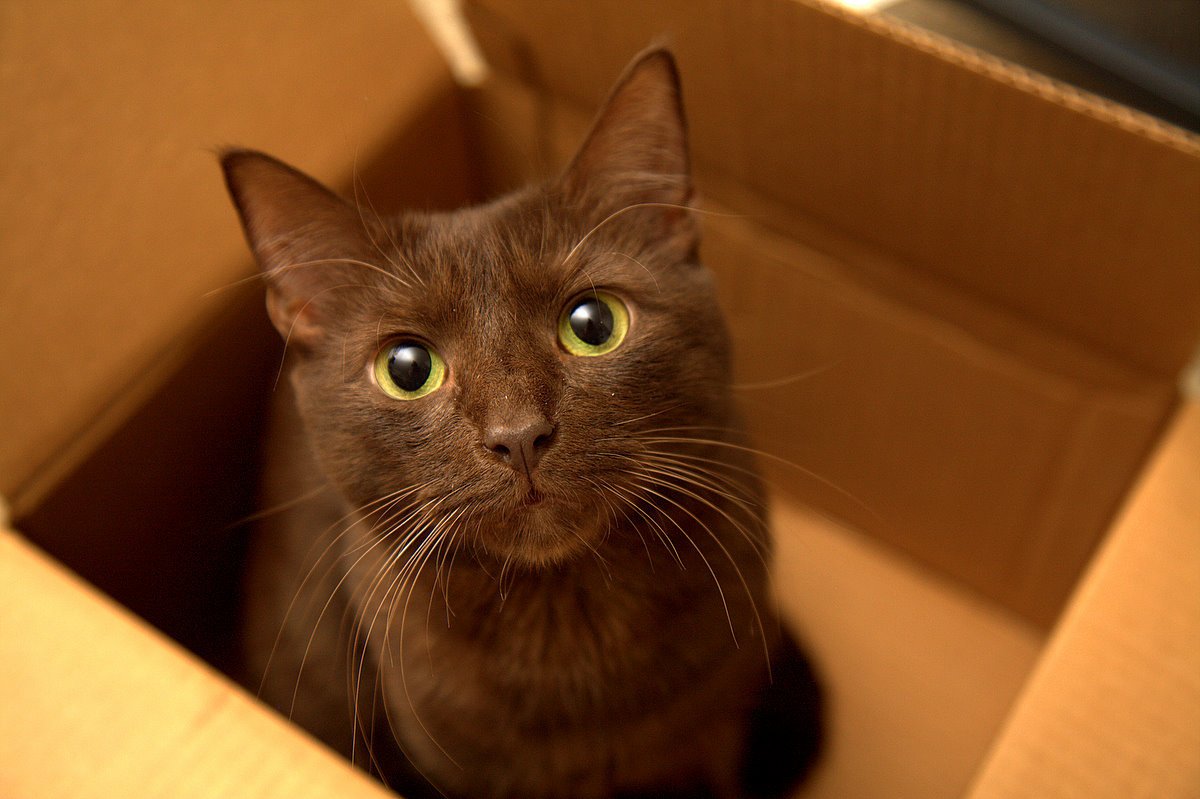 Nice Havana Brown Cat - Cat Breed