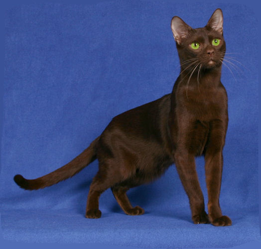 Cool Havana Brown Cat - Cat Breed
