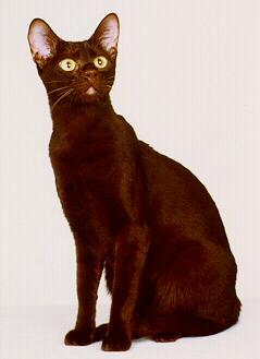 Pretty Havana Brown Cat - Cat Breed