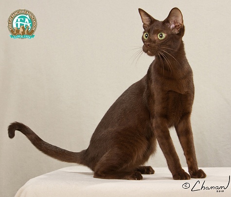 Cute Havana Brown Cat - Cat Breed