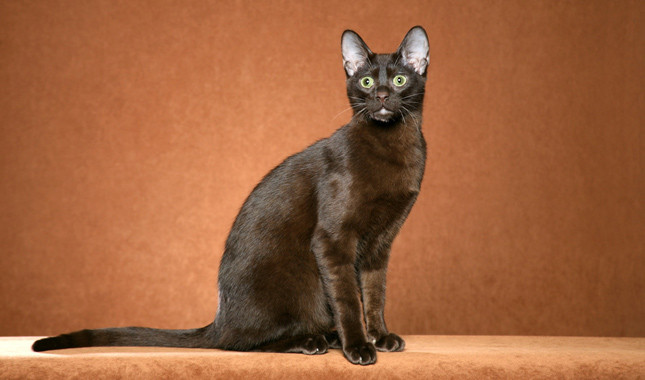 Wallpaper Havana Brown Cat - Cat Breed