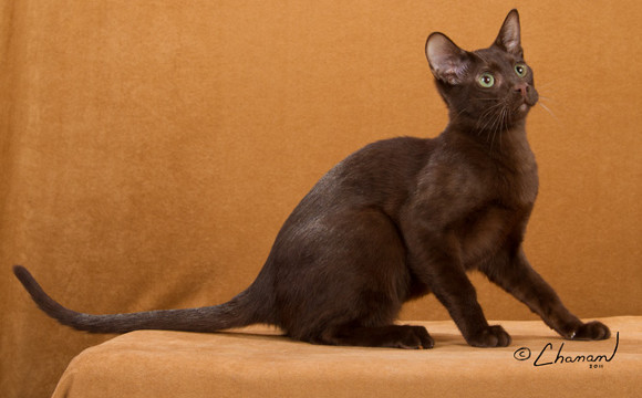 Photo Havana Brown Cat - Cat Breed