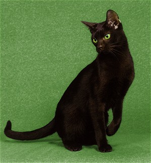 Havana Brown Cat - Cat Breed wallpaper
