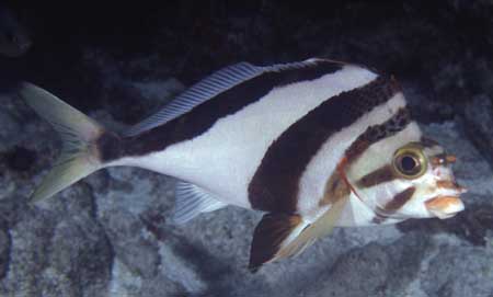 Hawaiian morwong