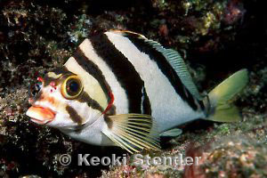 Pretty Hawaiian morwong