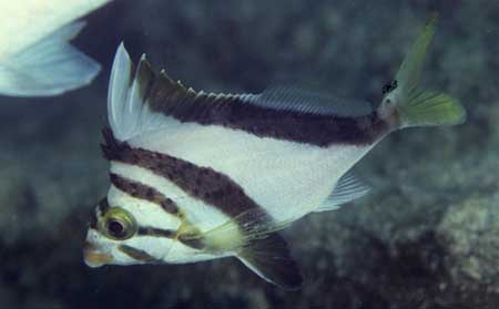 Pretty Hawaiian morwong