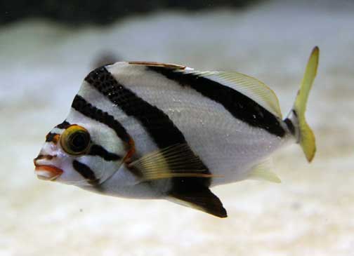 Pretty Hawaiian morwong