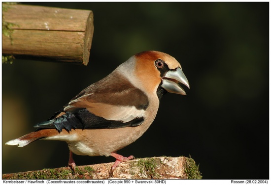 Hawfinch