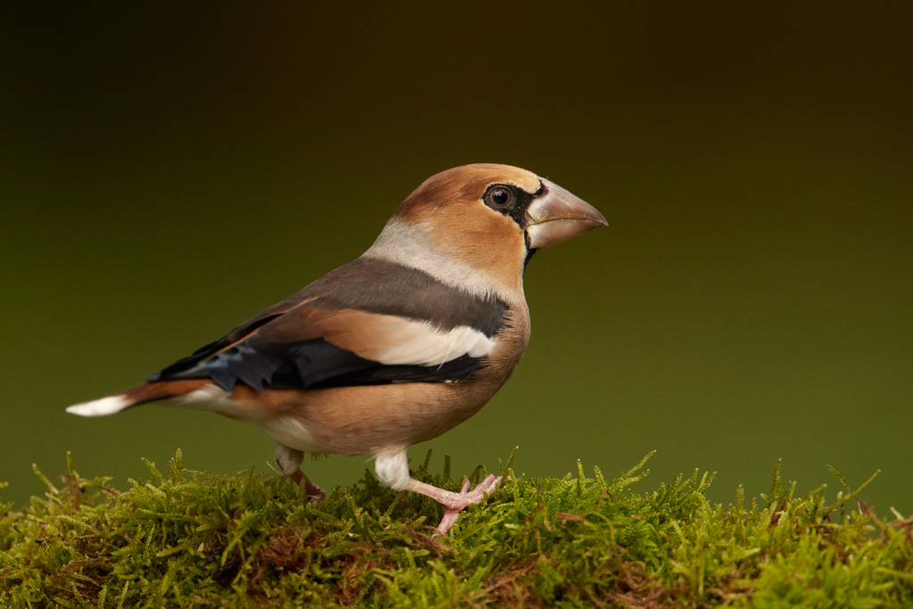 Pretty Hawfinch