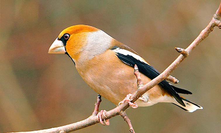 Pretty Hawfinch