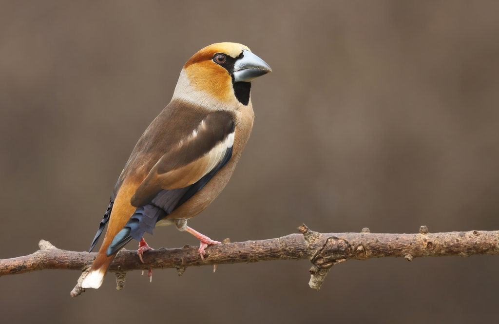 Pretty Hawfinch