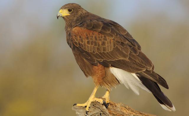 Cool Hawk