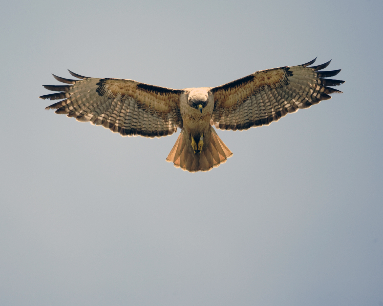 Pretty Hawk