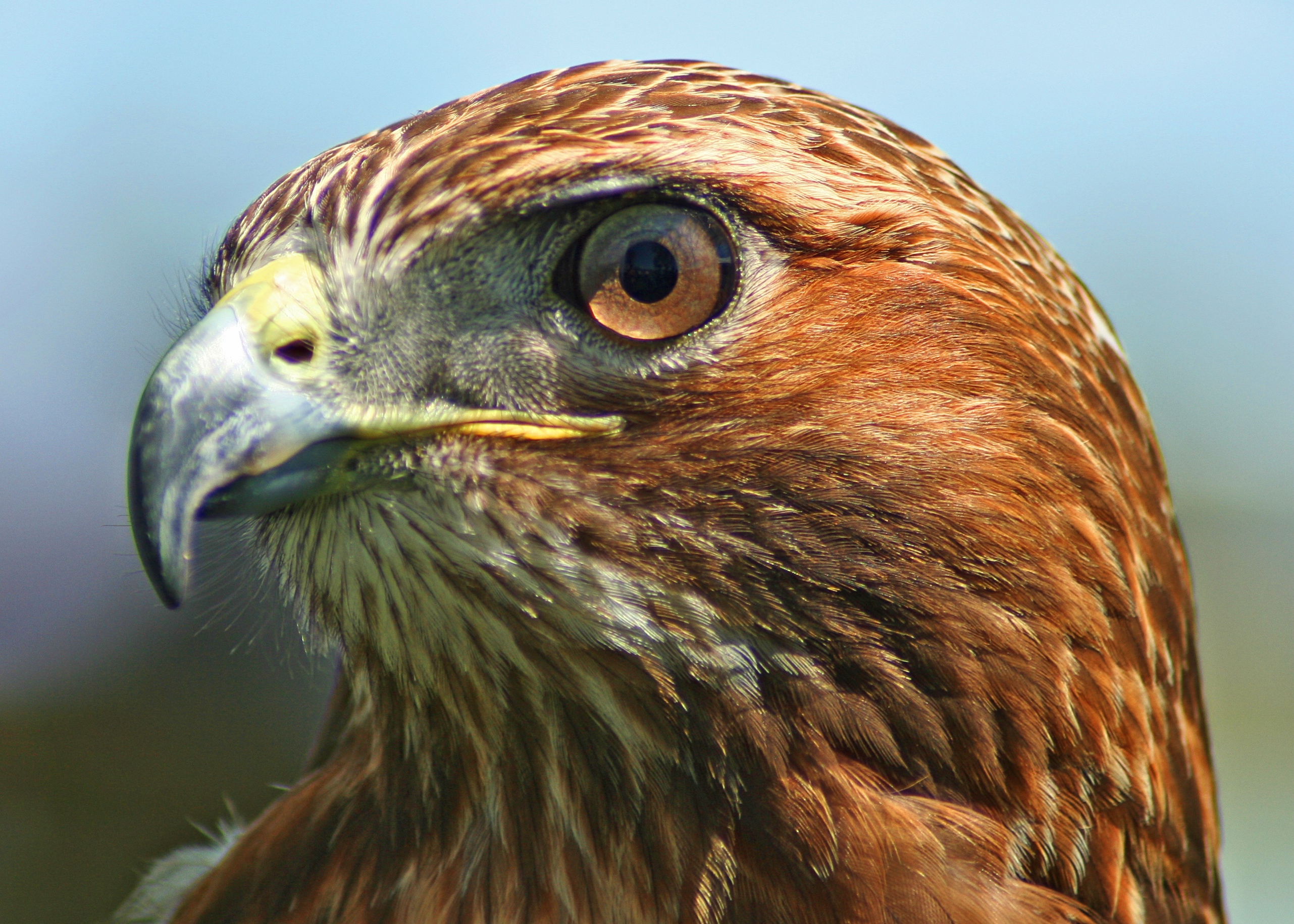 Cute Hawk
