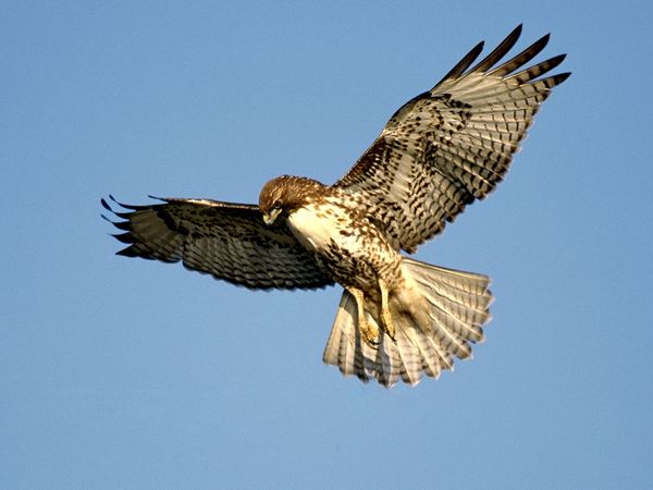 Photo Hawk