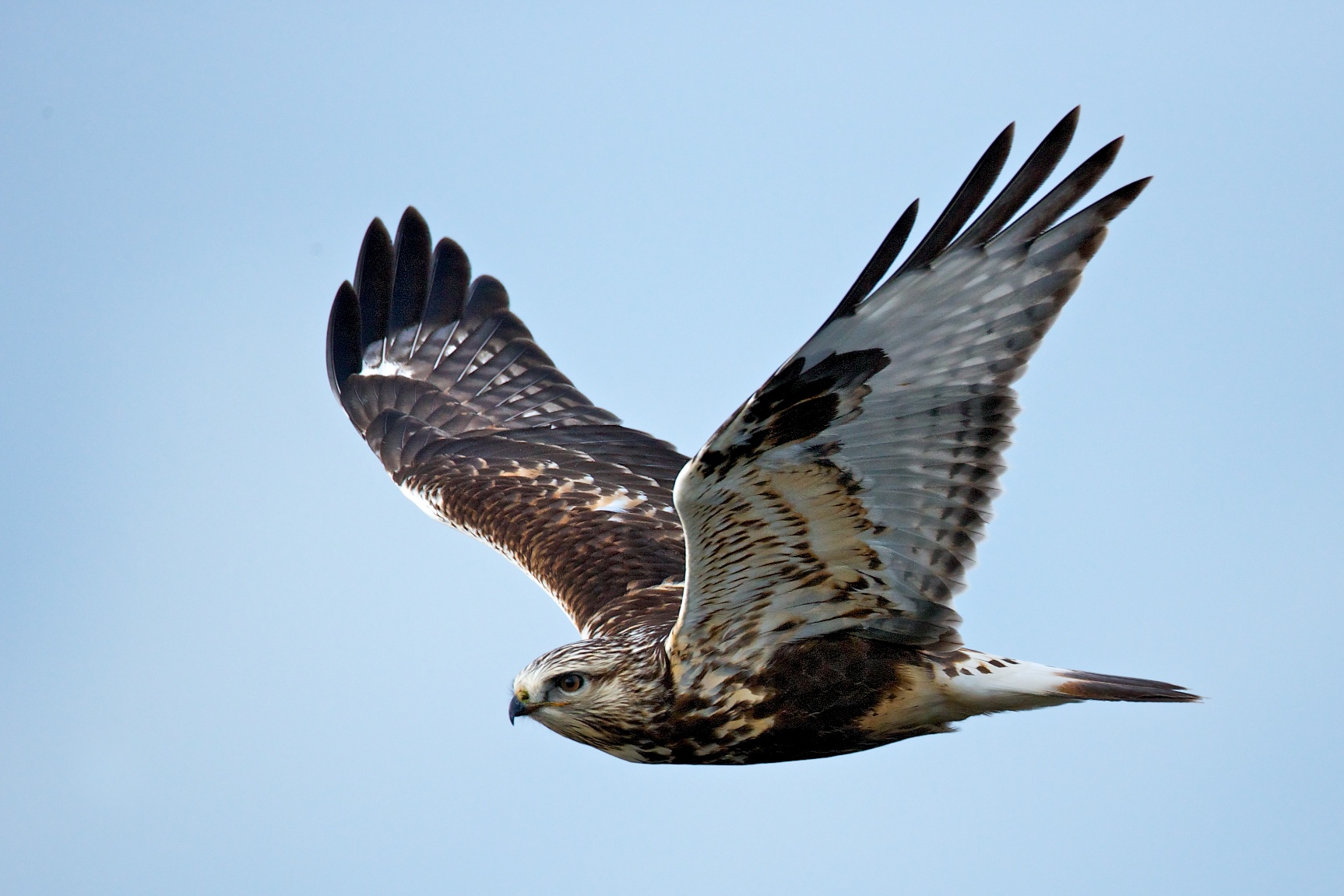 Hawk wallpaper