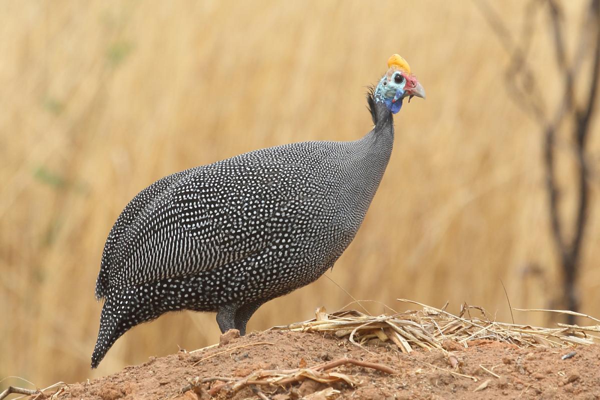 Helmeted guineafowl
