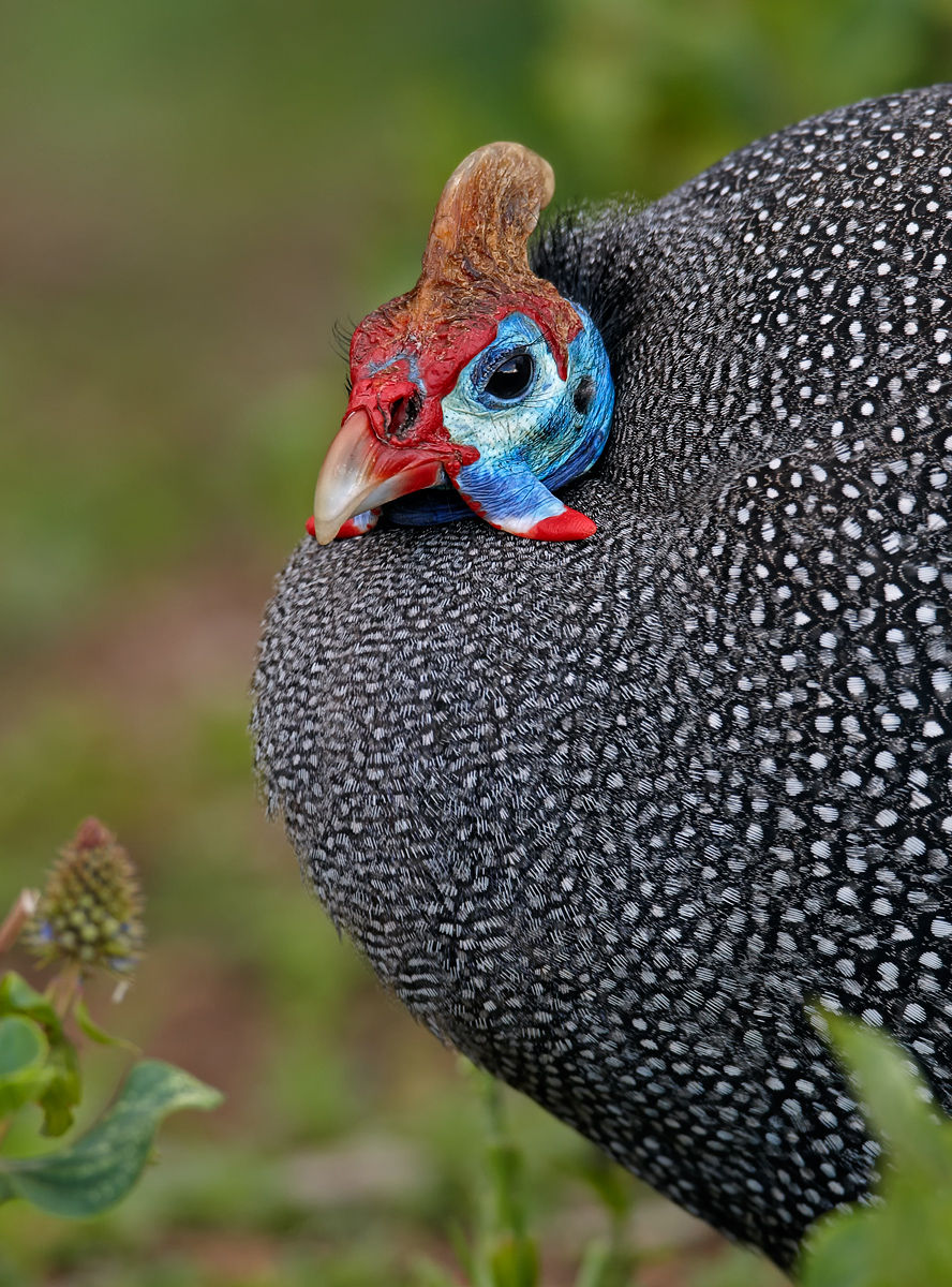 Pretty Helmeted guineafowl