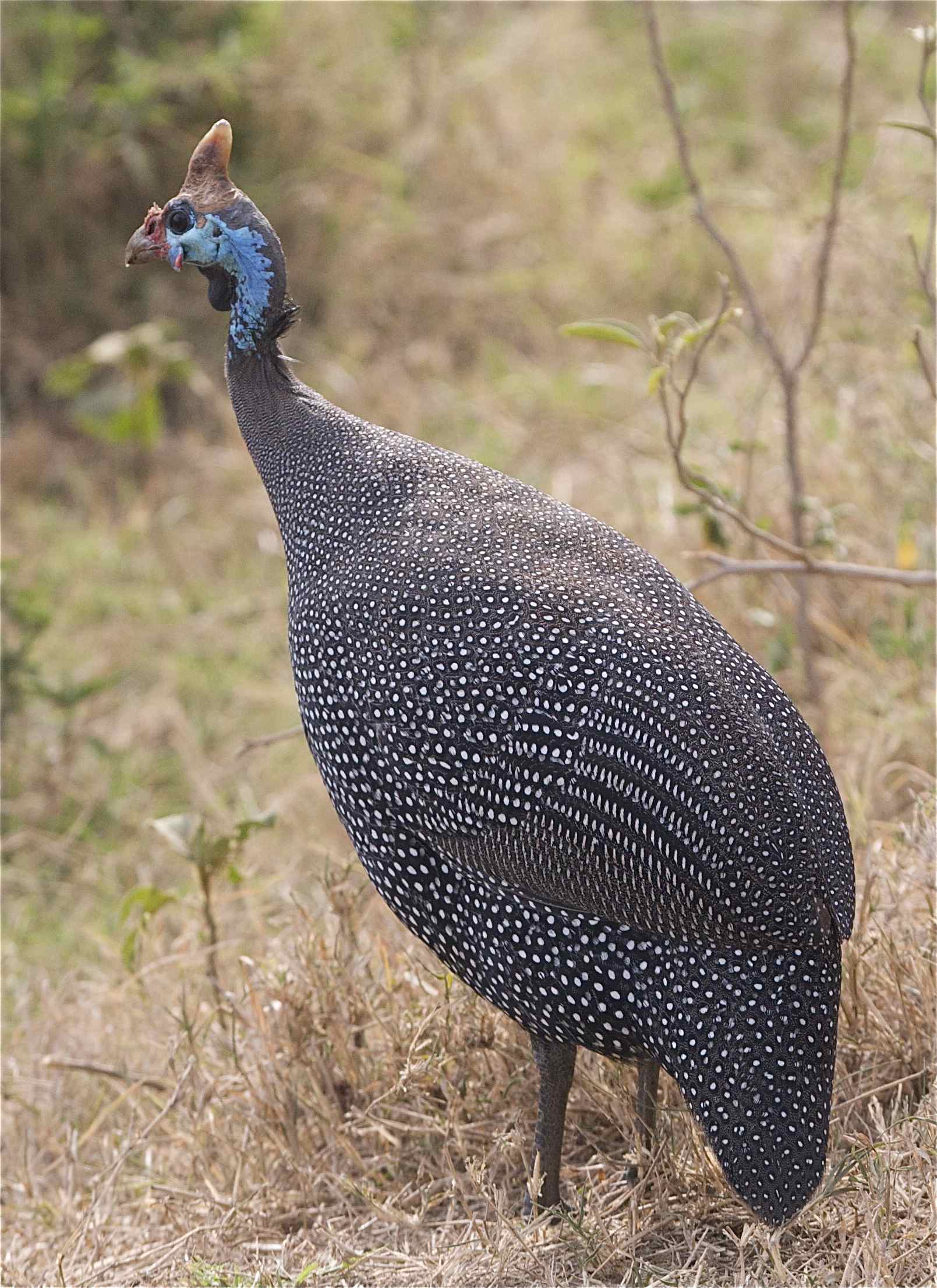 Pretty Helmeted guineafowl