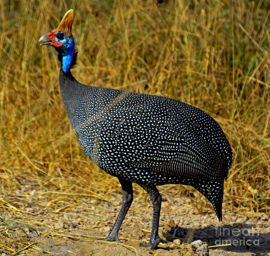 Pretty Helmeted guineafowl