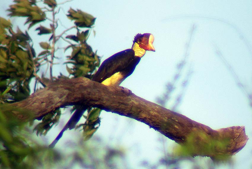 Helmeted hornbill