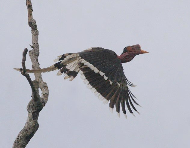 Pretty Helmeted hornbill