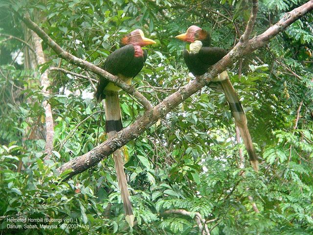 Pretty Helmeted hornbill