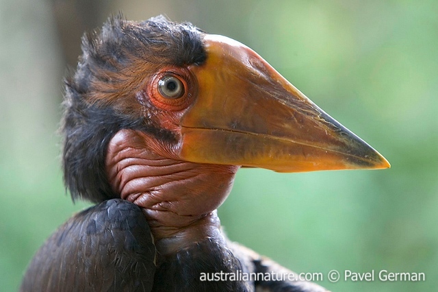 Pretty Helmeted hornbill