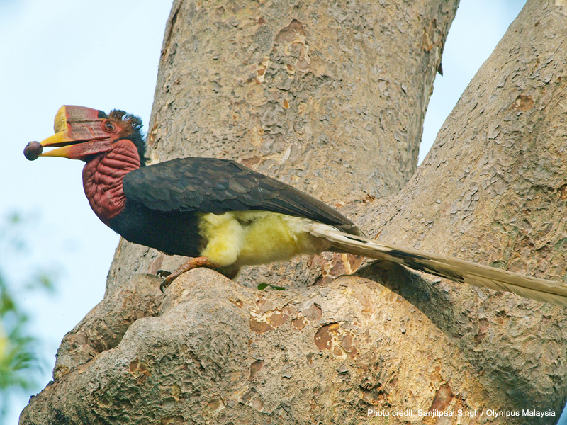 Pretty Helmeted hornbill