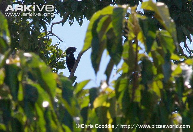 Pretty Helmeted myna