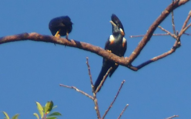 Pretty Helmeted myna